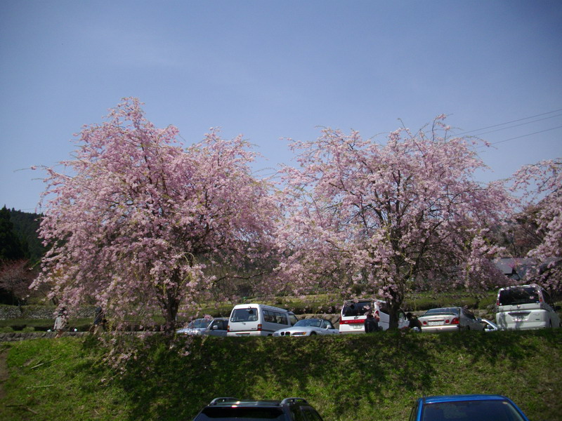 三多気の桜
