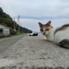 2023.10.01 人より猫がいる島、佐柳島で癒される